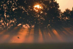 Let op het licht bij compositie