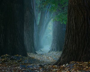 donkere stemming erna