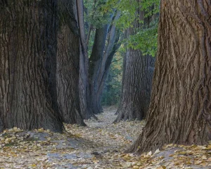 donkere stemming ervoor