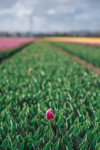 De gewichtsbalans in de focus foto