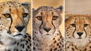 De impact van AI op de fotografie-industrie-welke luipaard gemaakt door ai